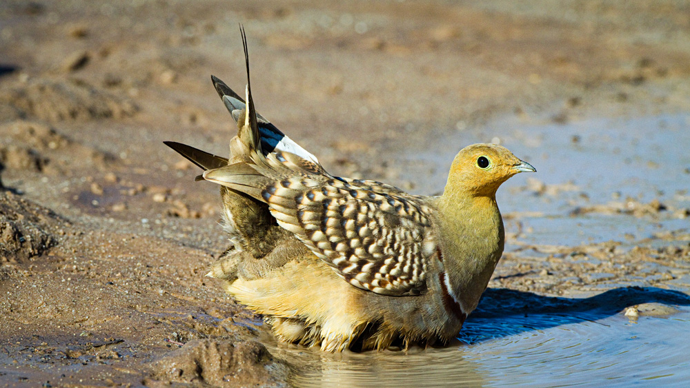 A sandgrouse ruffles its feathers at the edge of a watering hole.  The sandgrouse is light brown with some orange in its face. The wing feathers have dark tips, and tail feathers have large black tips.