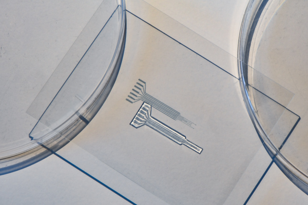 Between two petri dishes and on a rectangle of glass is a tiny device made from the new Jell-O-like polymer hydrogel. Shaped like a rake, it has paths inside to connect electrodes. 