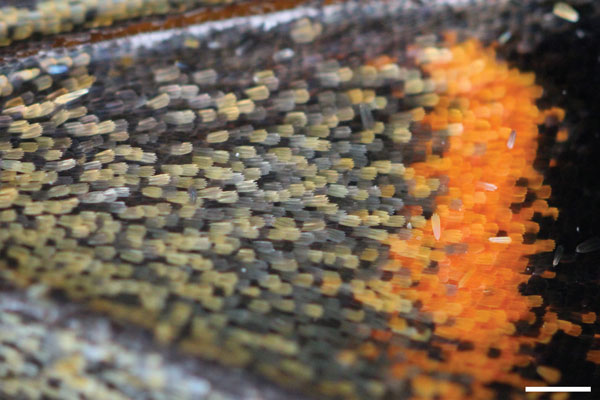 Closeup of the scales of a butterfly wing