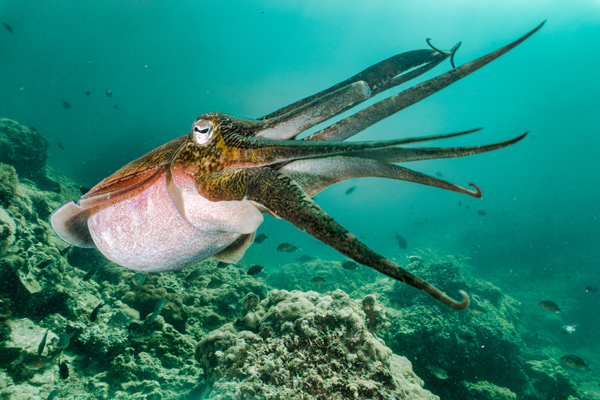 A cephalopod swims in the water