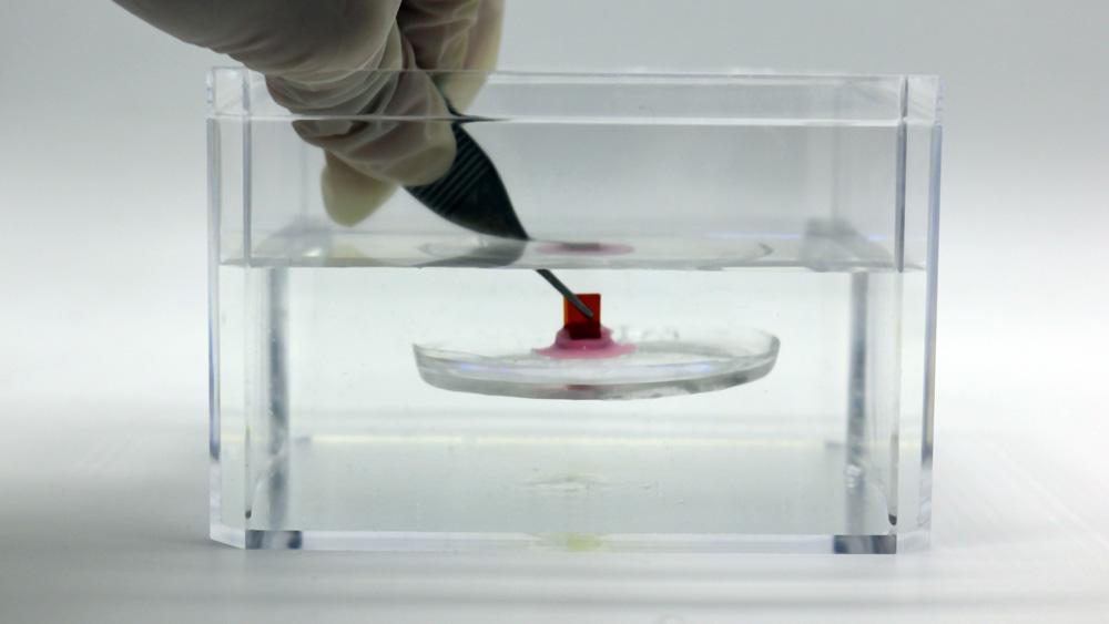 underwater adhesive submerged in liquid, touched by tweezers