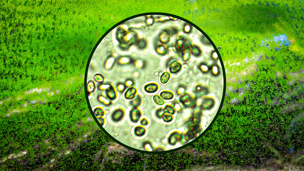 Freshwater algae and mucky aquarium glass