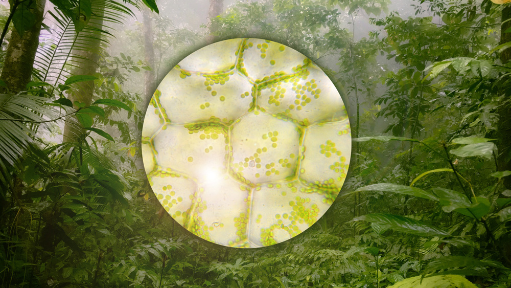 Forest with cell inset