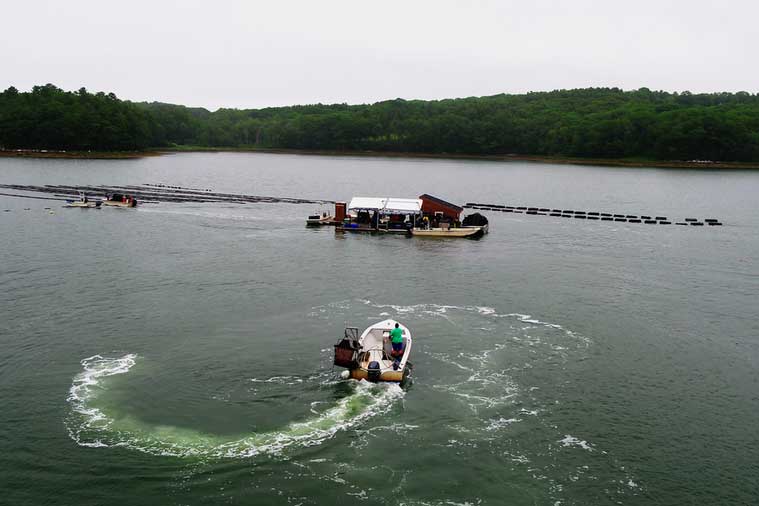 Aerial view of boats in an oyster farm