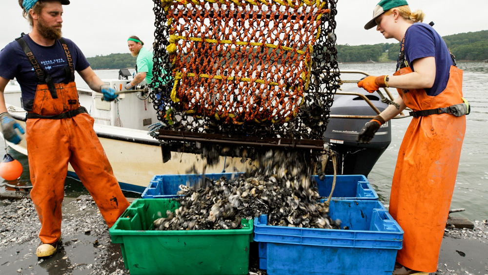 two people harvesting oysters