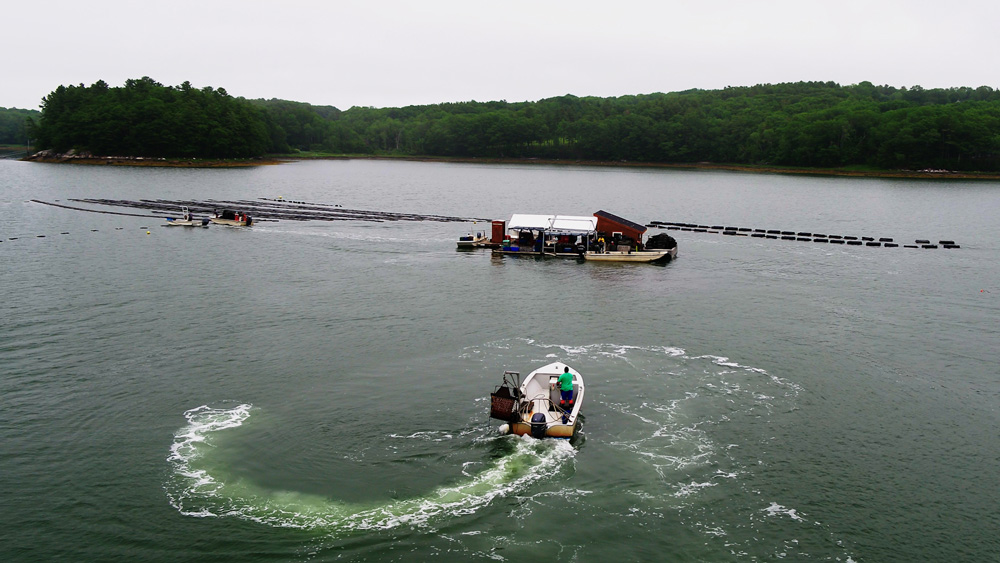 A boat approaching oyster beds