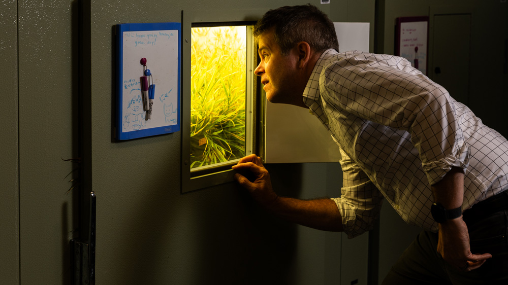 David Des Marais peers into an opening looking at grass starts