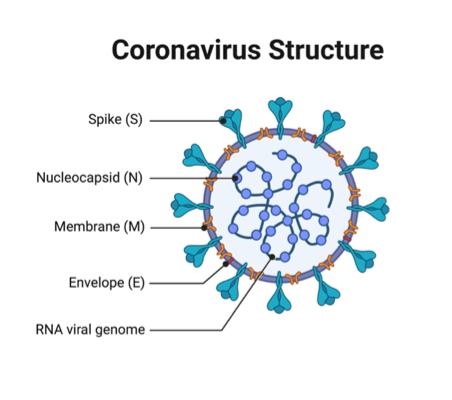 Coronavirus Structure