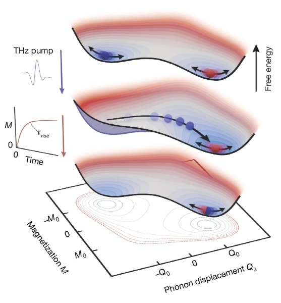 Free-energy landscape as a function of magnetization and phonon displacement, showing how a THz pump drives the system to a new minimum