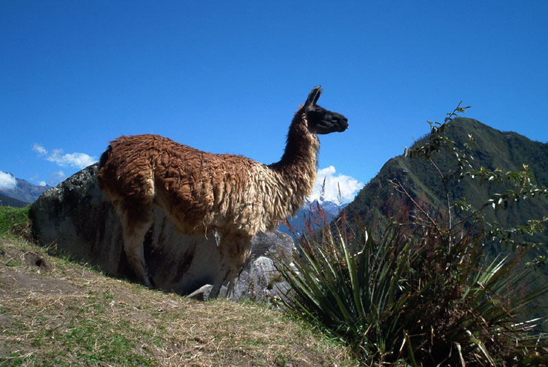 SL13.2 llama IM000296