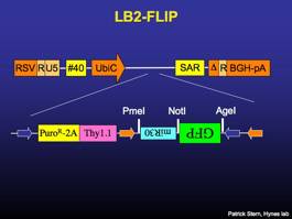 LB2-FLIP