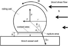 Red Blood Cell in Shear Flow
