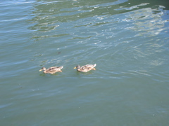 IMG_0155.JPG