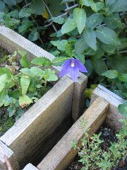 IMG_0145.JPG