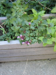 IMG_0148.JPG