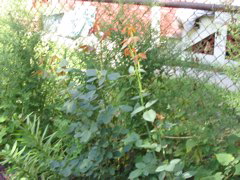 IMG_0152.JPG
