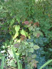 IMG_0153.JPG
