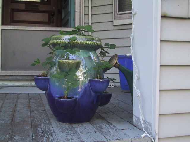 bigstrawberrypot.JPG