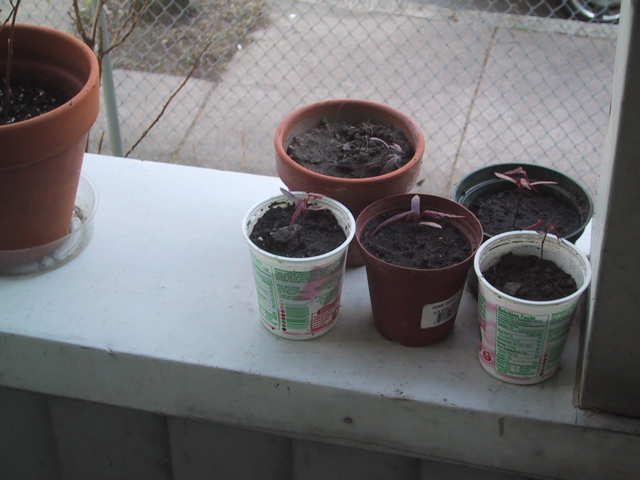 seedlings1.JPG
