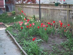 tulips.JPG