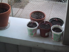 seedlings1.JPG
