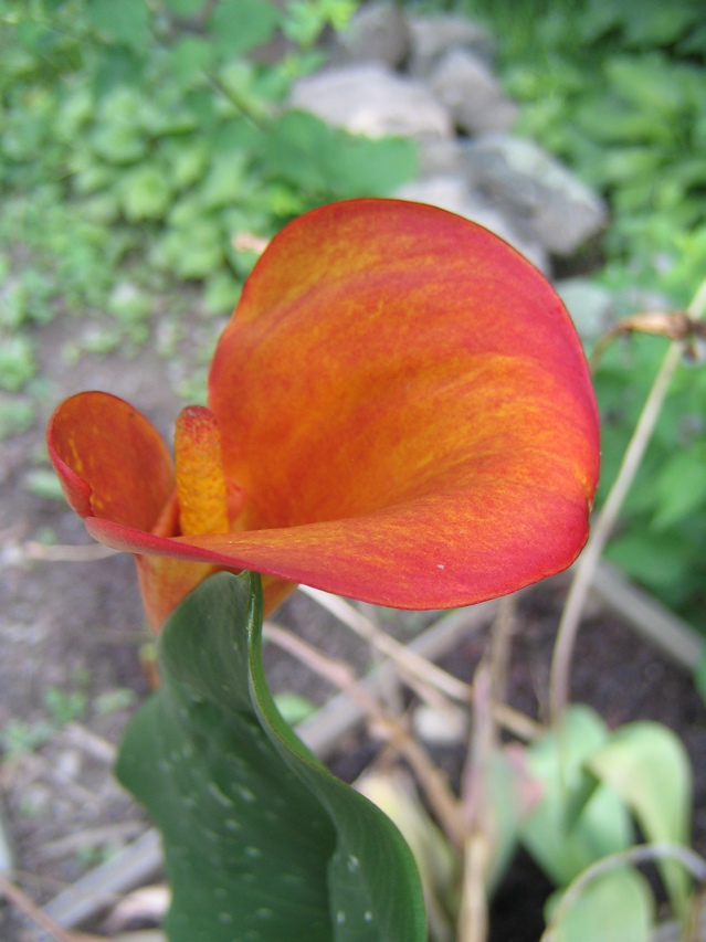 IMG_2840.JPG
