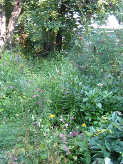 IMG_2867.JPG