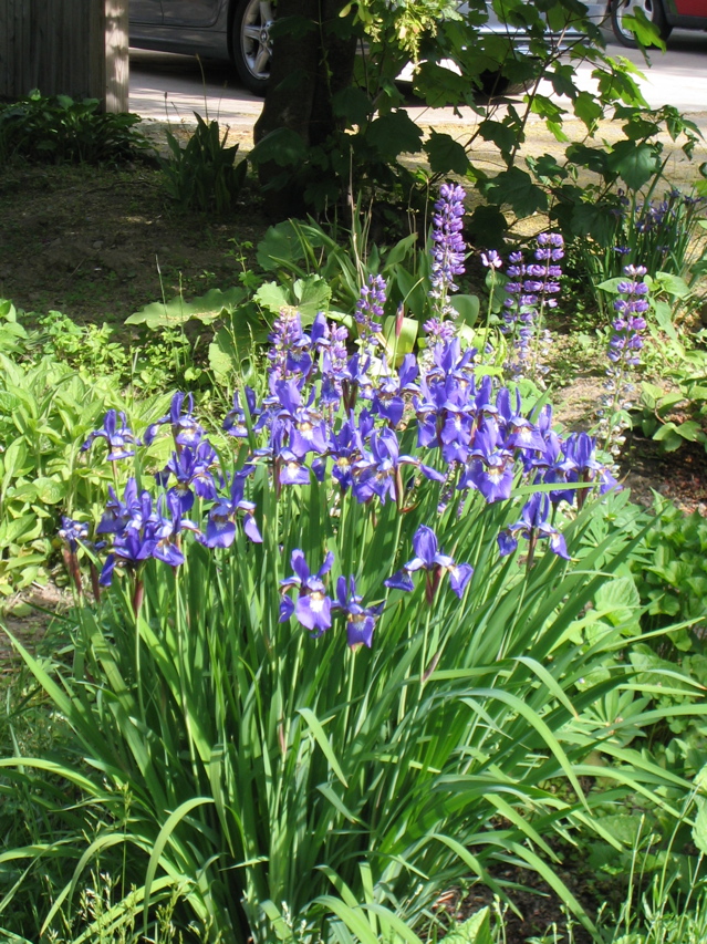 IMG_2766.JPG