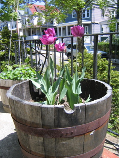IMG_2703.JPG