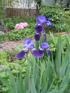 IMG_2712.JPG