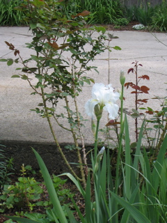 IMG_2715.JPG