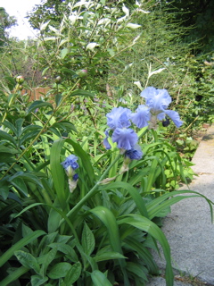 IMG_2739.JPG