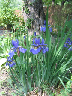 IMG_2740.JPG