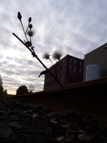 Ephemeral