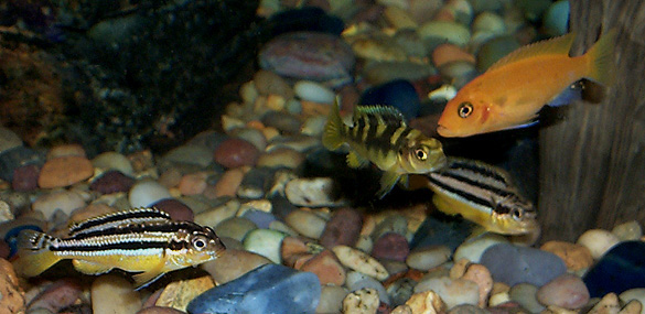 Melanochromis auratus, Maylandia estherae and Maylandia crabro