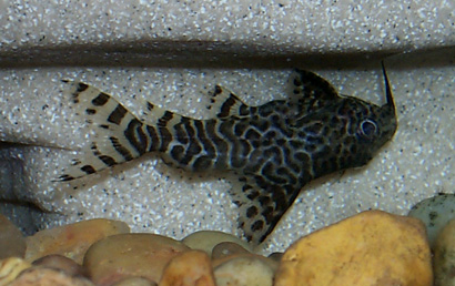 Synodontis eupterus