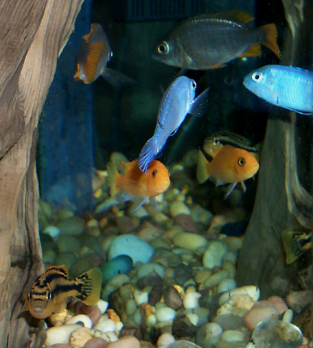 Fish and reflections on tank