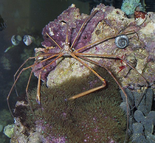 Arrow crab