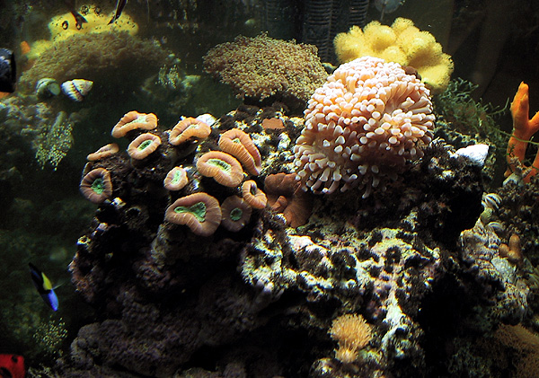 Red caulestria, anchor coral and frogspawn coral