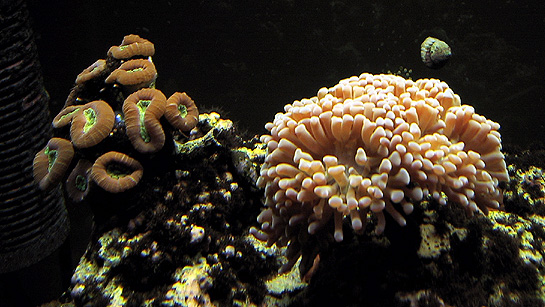 Red caulestria and anchor coral