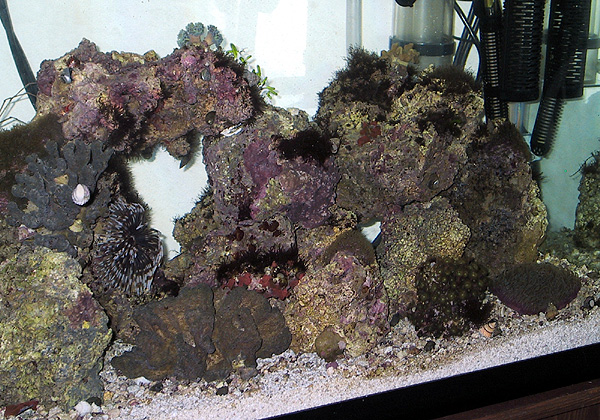 Coral reef tank after initial setup