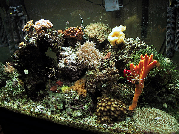 65 gallon coral reef tank