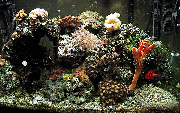 Coral reef tank after 6 months