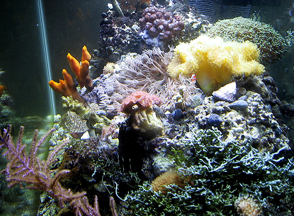 Yellow leather, purple gorgonian, frogspawn coral and sawblade caulerpa