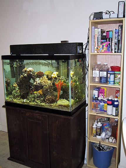 Coral reef tank and storage shelves