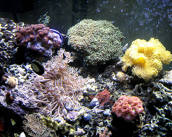 Xenia, leather corals and frogspawn coral