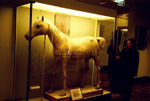 napoleon-horse
