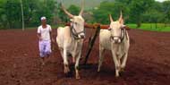 [Image of cattle in India]