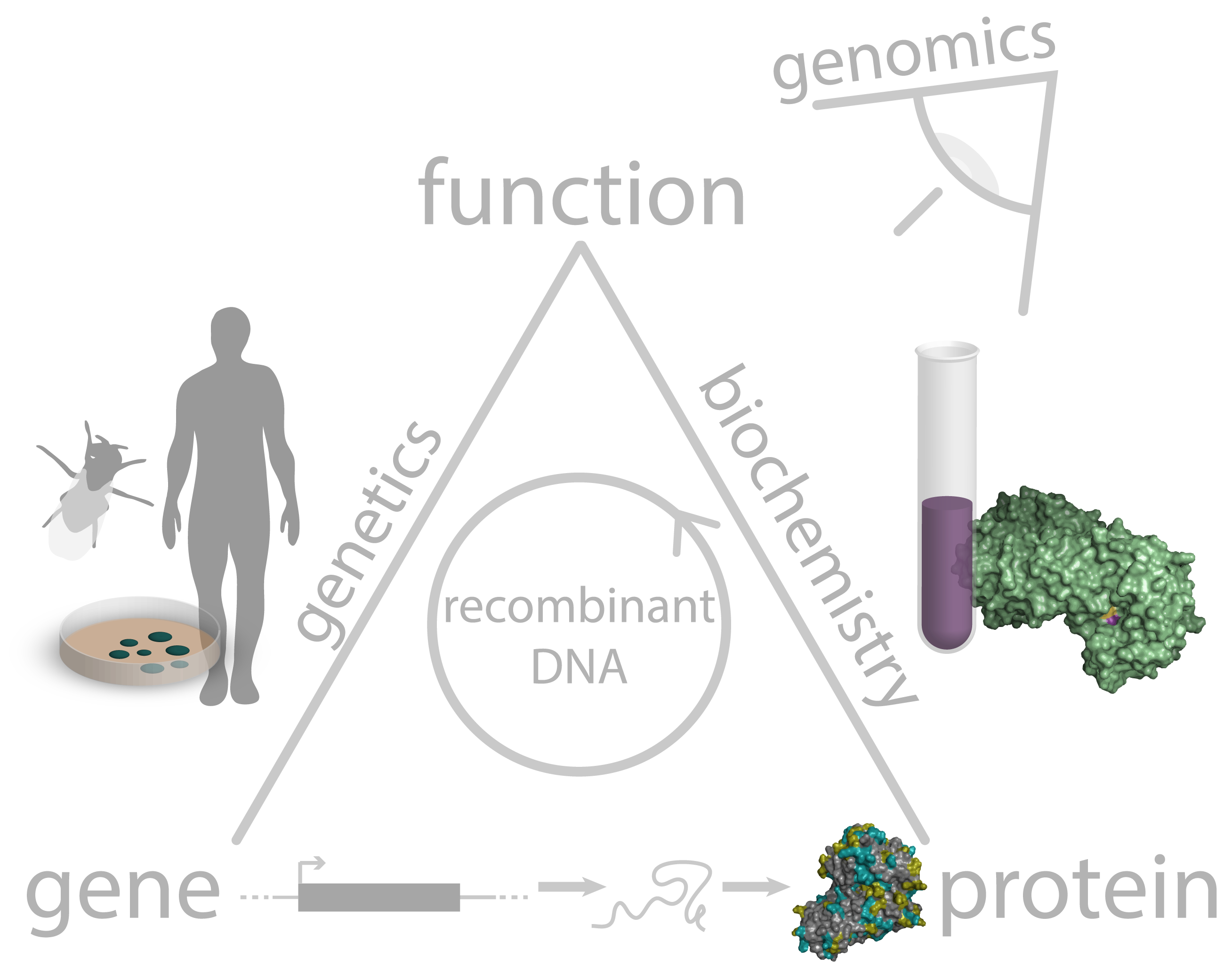 Professor Eric Lander's iconic biology triangle.