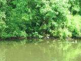 Click on one of the size names above to enlarge this image Click on one of the size names above to enlarge this image